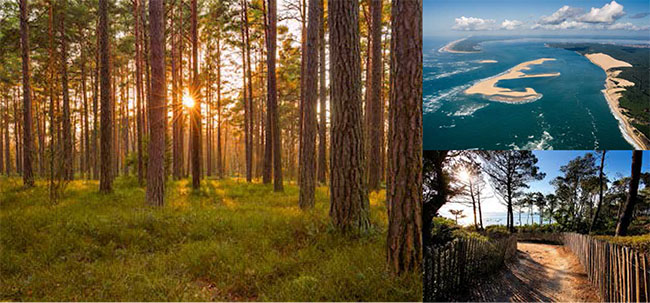 Collège de Naturopathie Ressourcée BORDEAUX – LA REOLE