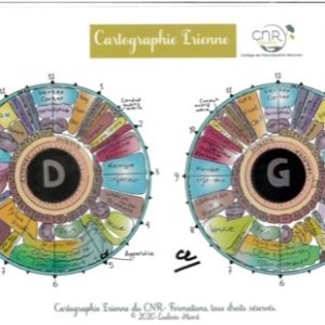 Cartographie iridologie de l'iris