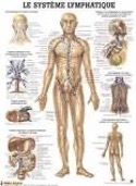 Cartographie du système Lymphatique