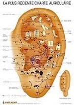 Charte auriculaire