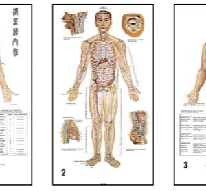 Planches anatomiques