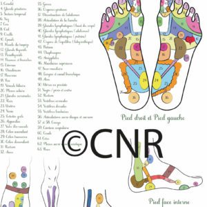 Carte de réflexologie plantaire