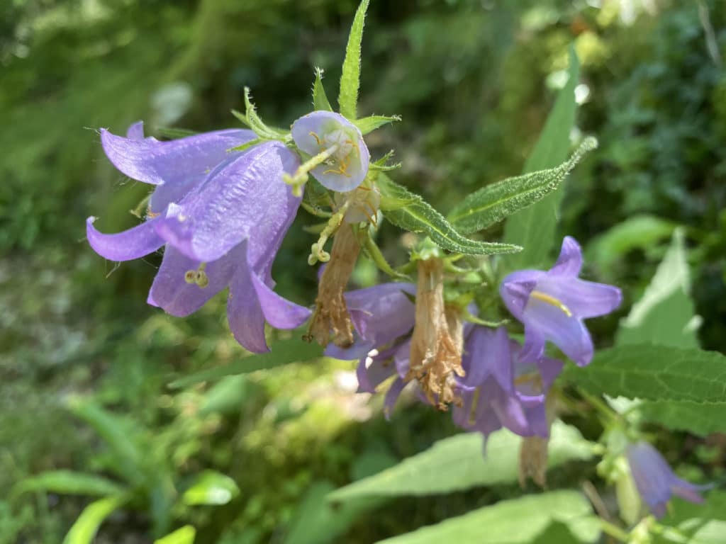 Photo d'une fleur sauvage mauve