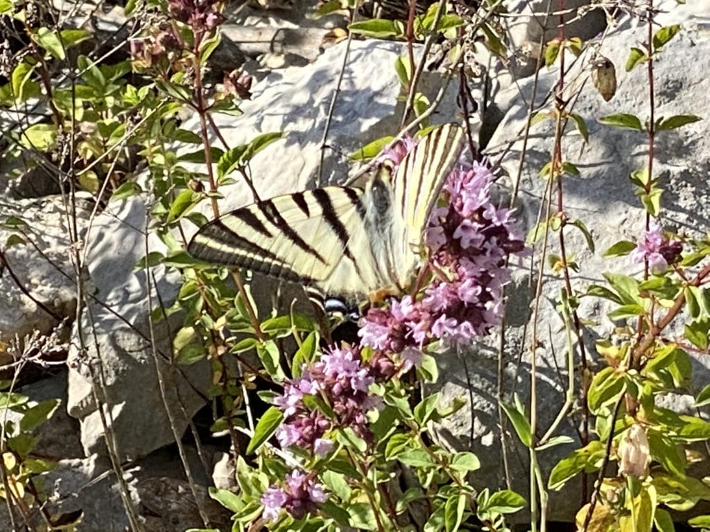 Photo d'un gros papillon zébré