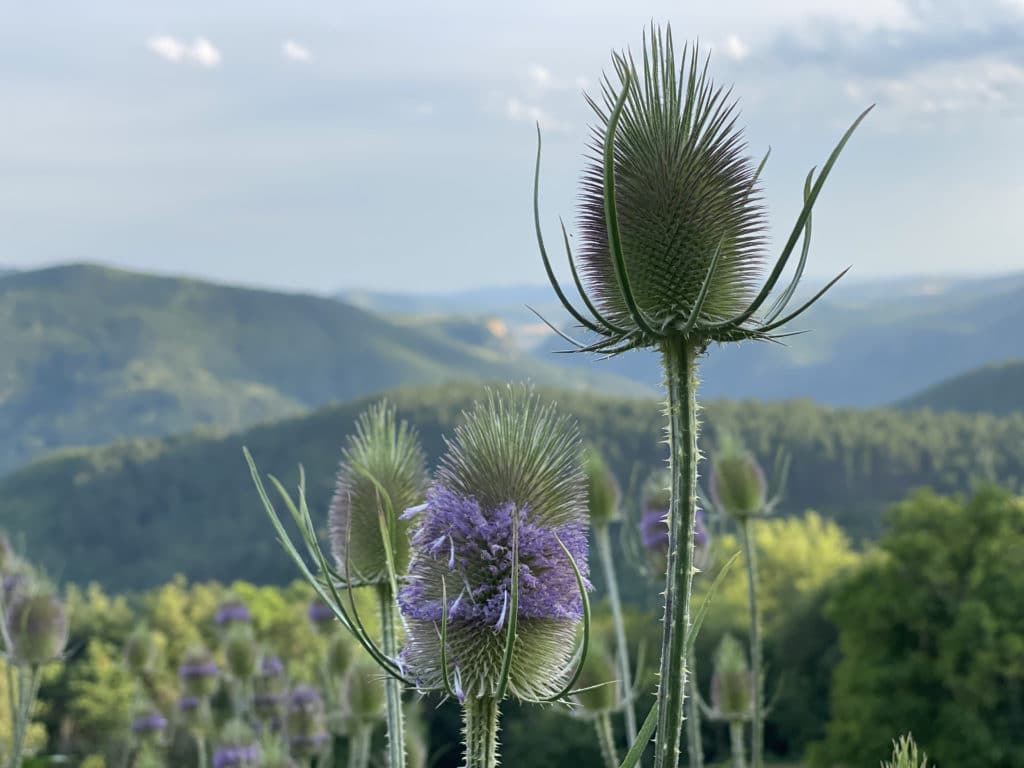Photo de fleurs de chardons sauvages avec en arrière plan des collines