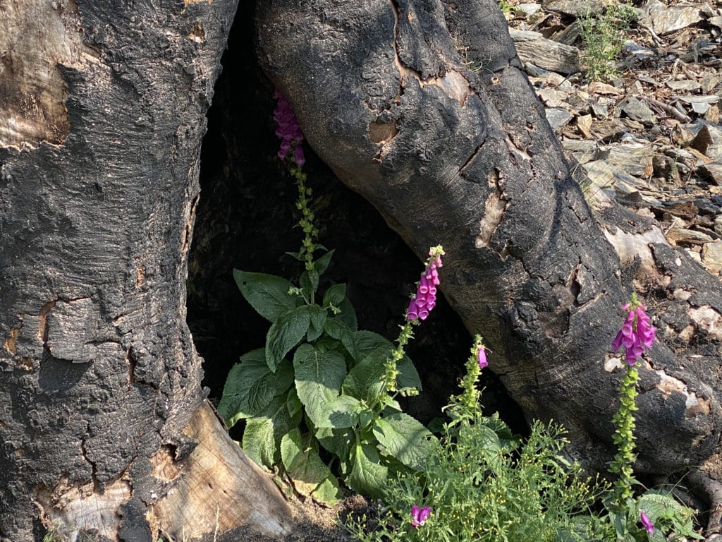 Photo d'une fleur sauvage au pied d'un arbre