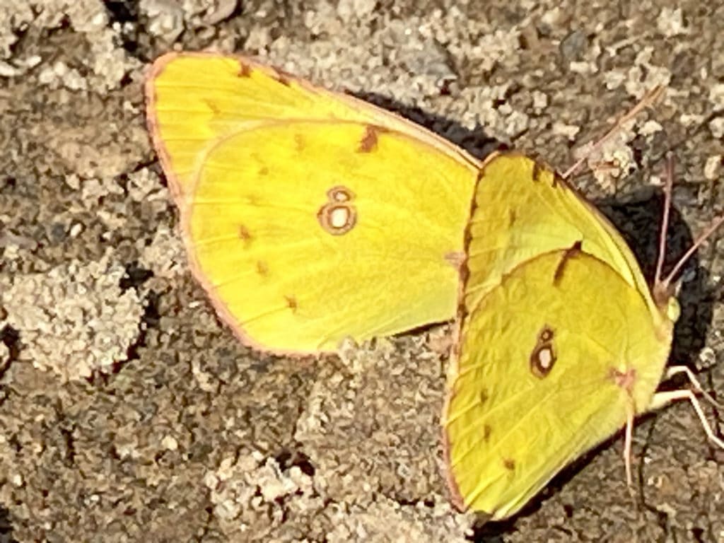 Photo d'un papillon jaune