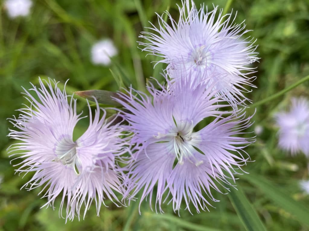 La Naturopathie Rénovée André Lafon fleur